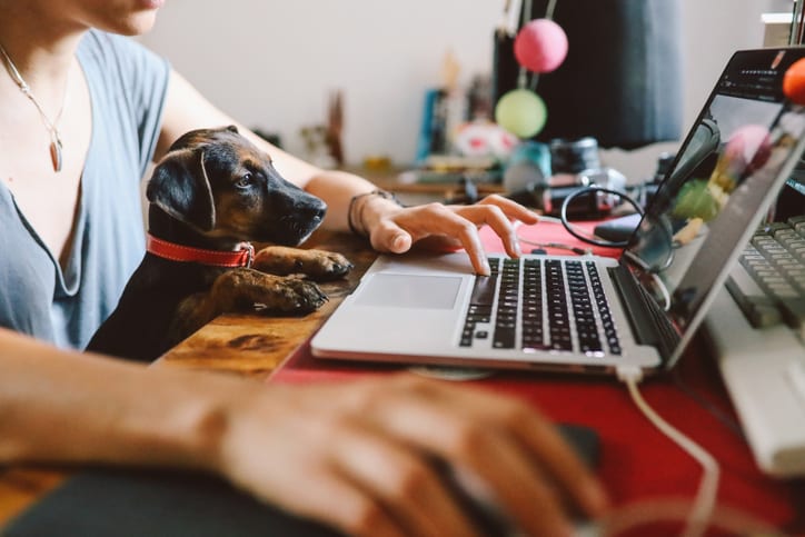 Young woman sitting at the desk at her home, working on the laptop while her puppy pet sits on her lap. Freelancer work from home concepts in casual atmosphere.