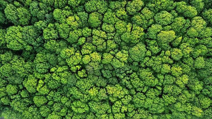 Birdseye view of the top of the green trees in a built up forest.